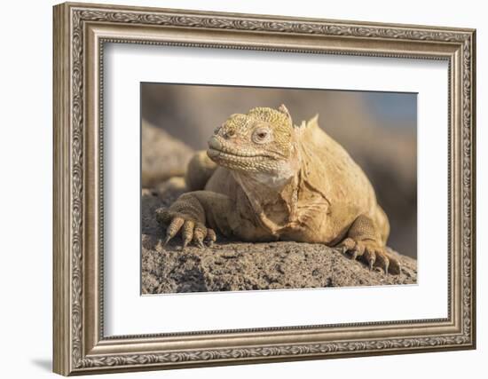 Ecuador, Galapagos National Park. Land iguana close-up.-Jaynes Gallery-Framed Photographic Print