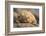 Ecuador, Galapagos National Park. Land iguana close-up.-Jaynes Gallery-Framed Photographic Print