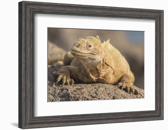 Ecuador, Galapagos National Park. Land iguana close-up.-Jaynes Gallery-Framed Photographic Print