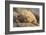 Ecuador, Galapagos National Park. Land iguana close-up.-Jaynes Gallery-Framed Photographic Print