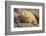 Ecuador, Galapagos National Park. Land iguana close-up.-Jaynes Gallery-Framed Photographic Print