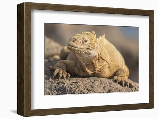 Ecuador, Galapagos National Park. Land iguana close-up.-Jaynes Gallery-Framed Photographic Print