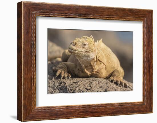 Ecuador, Galapagos National Park. Land iguana close-up.-Jaynes Gallery-Framed Photographic Print