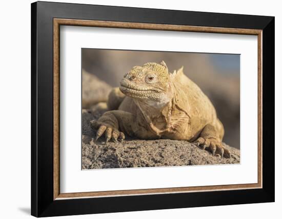 Ecuador, Galapagos National Park. Land iguana close-up.-Jaynes Gallery-Framed Photographic Print