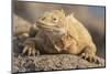 Ecuador, Galapagos National Park. Land iguana close-up.-Jaynes Gallery-Mounted Photographic Print