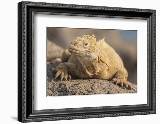 Ecuador, Galapagos National Park. Land iguana close-up.-Jaynes Gallery-Framed Photographic Print