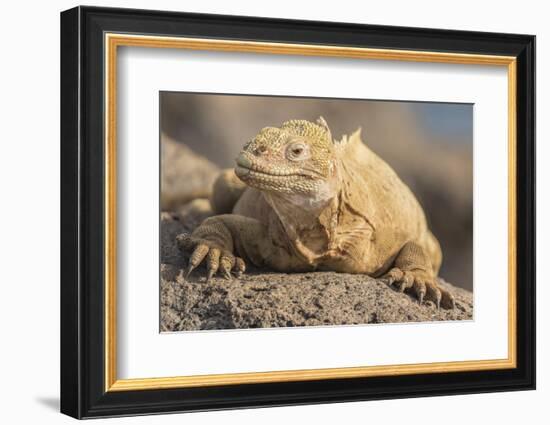 Ecuador, Galapagos National Park. Land iguana close-up.-Jaynes Gallery-Framed Photographic Print