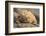 Ecuador, Galapagos National Park. Land iguana close-up.-Jaynes Gallery-Framed Photographic Print