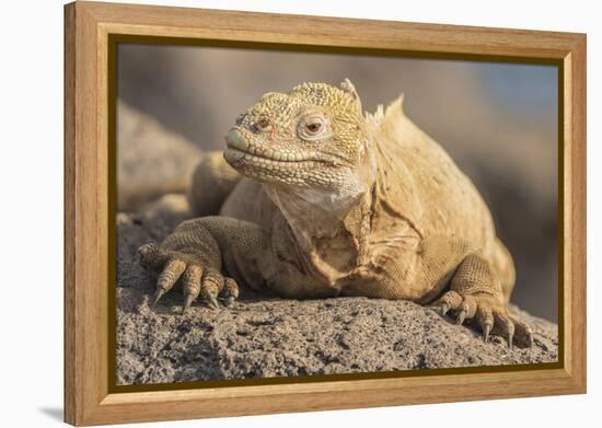 Ecuador, Galapagos National Park. Land iguana close-up.-Jaynes Gallery-Framed Premier Image Canvas