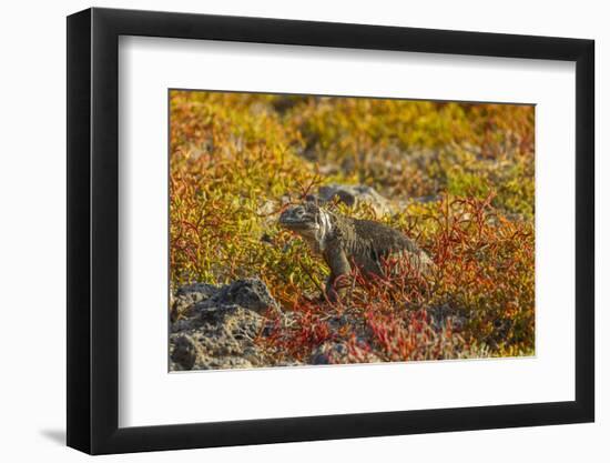 Ecuador, Galapagos National Park. Land Iguana in Colorful Vegetation-Cathy & Gordon Illg-Framed Photographic Print