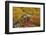 Ecuador, Galapagos National Park. Land Iguana in Colorful Vegetation-Cathy & Gordon Illg-Framed Photographic Print