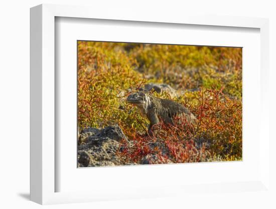 Ecuador, Galapagos National Park. Land Iguana in Colorful Vegetation-Cathy & Gordon Illg-Framed Photographic Print