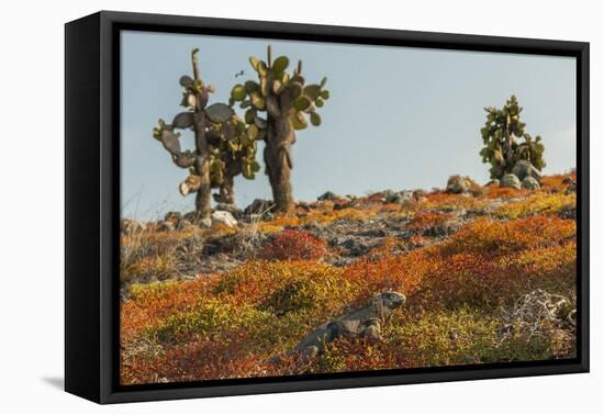 Ecuador, Galapagos National Park. Land Iguana in Colorful Vegetation-Cathy & Gordon Illg-Framed Premier Image Canvas