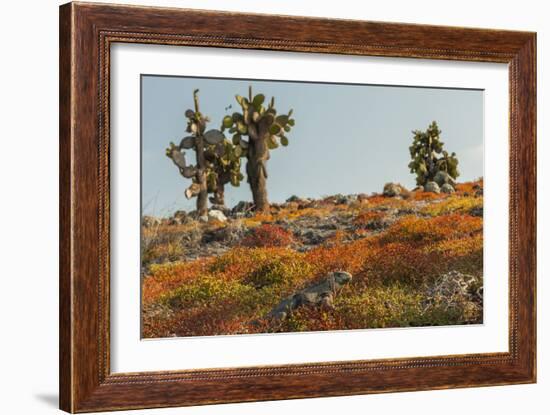 Ecuador, Galapagos National Park. Land Iguana in Colorful Vegetation-Cathy & Gordon Illg-Framed Photographic Print