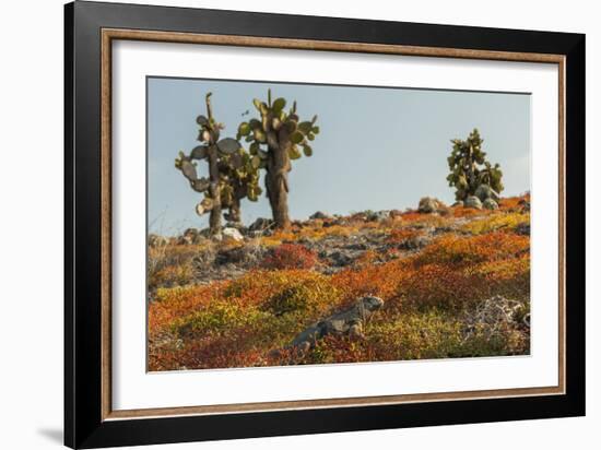 Ecuador, Galapagos National Park. Land Iguana in Colorful Vegetation-Cathy & Gordon Illg-Framed Photographic Print