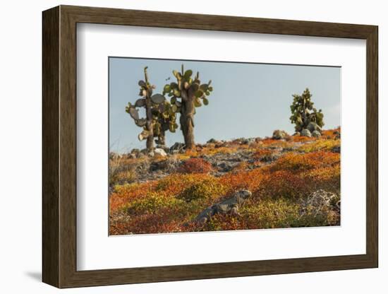 Ecuador, Galapagos National Park. Land Iguana in Colorful Vegetation-Cathy & Gordon Illg-Framed Photographic Print