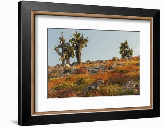 Ecuador, Galapagos National Park. Land Iguana in Colorful Vegetation-Cathy & Gordon Illg-Framed Photographic Print