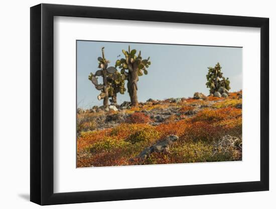 Ecuador, Galapagos National Park. Land Iguana in Colorful Vegetation-Cathy & Gordon Illg-Framed Photographic Print