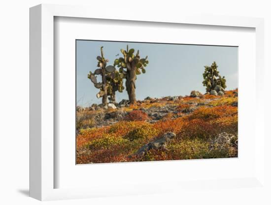 Ecuador, Galapagos National Park. Land Iguana in Colorful Vegetation-Cathy & Gordon Illg-Framed Photographic Print