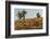 Ecuador, Galapagos National Park. Land Iguana in Colorful Vegetation-Cathy & Gordon Illg-Framed Photographic Print