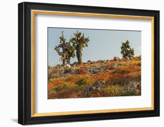 Ecuador, Galapagos National Park. Land Iguana in Colorful Vegetation-Cathy & Gordon Illg-Framed Photographic Print