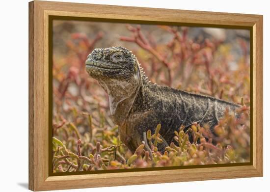 Ecuador, Galapagos National Park. Land iguana in red portulaca plants.-Jaynes Gallery-Framed Premier Image Canvas