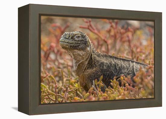 Ecuador, Galapagos National Park. Land iguana in red portulaca plants.-Jaynes Gallery-Framed Premier Image Canvas