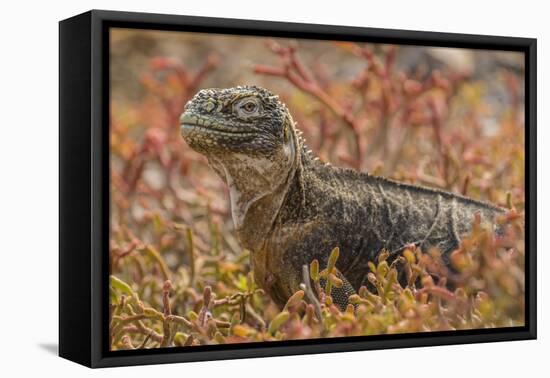 Ecuador, Galapagos National Park. Land iguana in red portulaca plants.-Jaynes Gallery-Framed Premier Image Canvas
