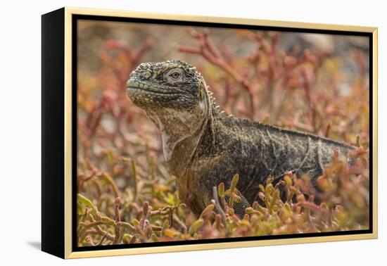 Ecuador, Galapagos National Park. Land iguana in red portulaca plants.-Jaynes Gallery-Framed Premier Image Canvas