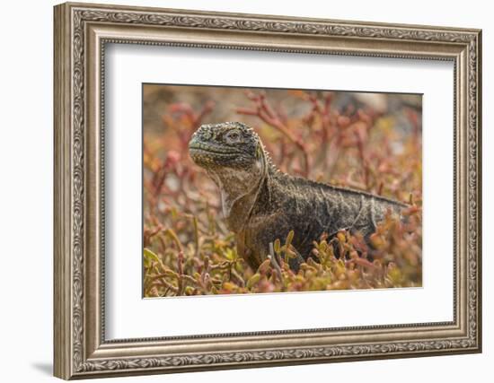 Ecuador, Galapagos National Park. Land iguana in red portulaca plants.-Jaynes Gallery-Framed Photographic Print