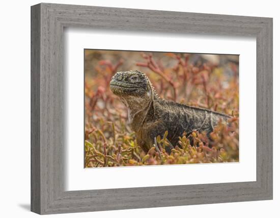 Ecuador, Galapagos National Park. Land iguana in red portulaca plants.-Jaynes Gallery-Framed Photographic Print