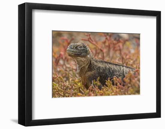Ecuador, Galapagos National Park. Land iguana in red portulaca plants.-Jaynes Gallery-Framed Photographic Print