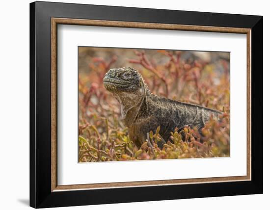 Ecuador, Galapagos National Park. Land iguana in red portulaca plants.-Jaynes Gallery-Framed Photographic Print