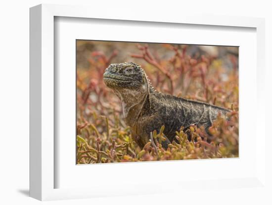 Ecuador, Galapagos National Park. Land iguana in red portulaca plants.-Jaynes Gallery-Framed Photographic Print