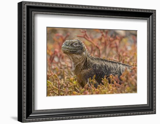 Ecuador, Galapagos National Park. Land iguana in red portulaca plants.-Jaynes Gallery-Framed Photographic Print