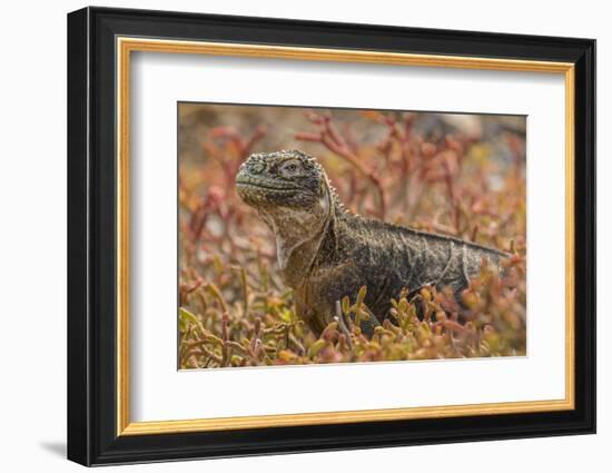 Ecuador, Galapagos National Park. Land iguana in red portulaca plants.-Jaynes Gallery-Framed Photographic Print