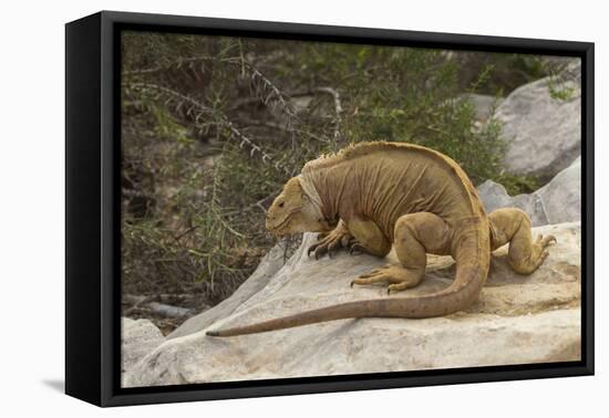 Ecuador, Galapagos National Park. Land Iguana on Boulder-Cathy & Gordon Illg-Framed Premier Image Canvas