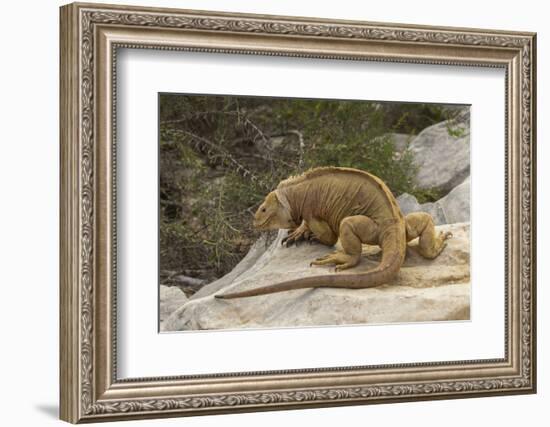 Ecuador, Galapagos National Park. Land Iguana on Boulder-Cathy & Gordon Illg-Framed Photographic Print