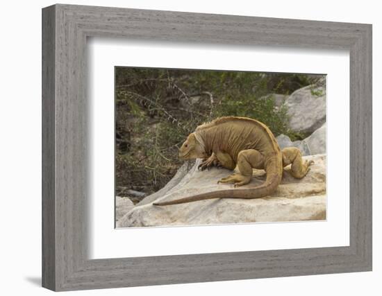 Ecuador, Galapagos National Park. Land Iguana on Boulder-Cathy & Gordon Illg-Framed Photographic Print