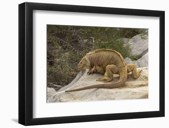 Ecuador, Galapagos National Park. Land Iguana on Boulder-Cathy & Gordon Illg-Framed Photographic Print