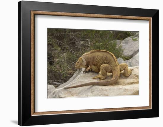 Ecuador, Galapagos National Park. Land Iguana on Boulder-Cathy & Gordon Illg-Framed Photographic Print