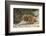 Ecuador, Galapagos National Park. Land Iguana on Boulder-Cathy & Gordon Illg-Framed Photographic Print