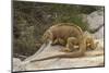 Ecuador, Galapagos National Park. Land Iguana on Boulder-Cathy & Gordon Illg-Mounted Photographic Print