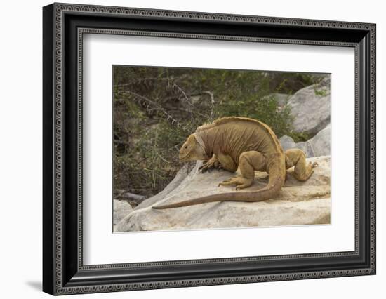 Ecuador, Galapagos National Park. Land Iguana on Boulder-Cathy & Gordon Illg-Framed Photographic Print