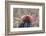 Ecuador, Galapagos National Park. Male Frigatebird displaying throat sac.-Jaynes Gallery-Framed Photographic Print