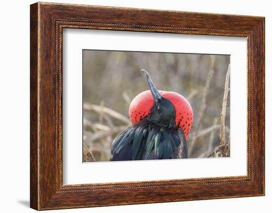 Ecuador, Galapagos National Park. Male Frigatebird displaying throat sac.-Jaynes Gallery-Framed Photographic Print