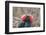 Ecuador, Galapagos National Park. Male Frigatebird displaying throat sac.-Jaynes Gallery-Framed Photographic Print