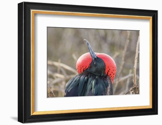 Ecuador, Galapagos National Park. Male Frigatebird displaying throat sac.-Jaynes Gallery-Framed Photographic Print