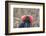 Ecuador, Galapagos National Park. Male Frigatebird displaying throat sac.-Jaynes Gallery-Framed Photographic Print