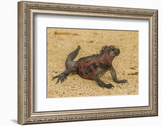 Ecuador, Galapagos National Park. Marine Iguana on Sand-Cathy & Gordon Illg-Framed Photographic Print